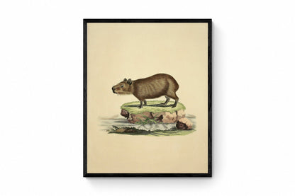 Capybara Print