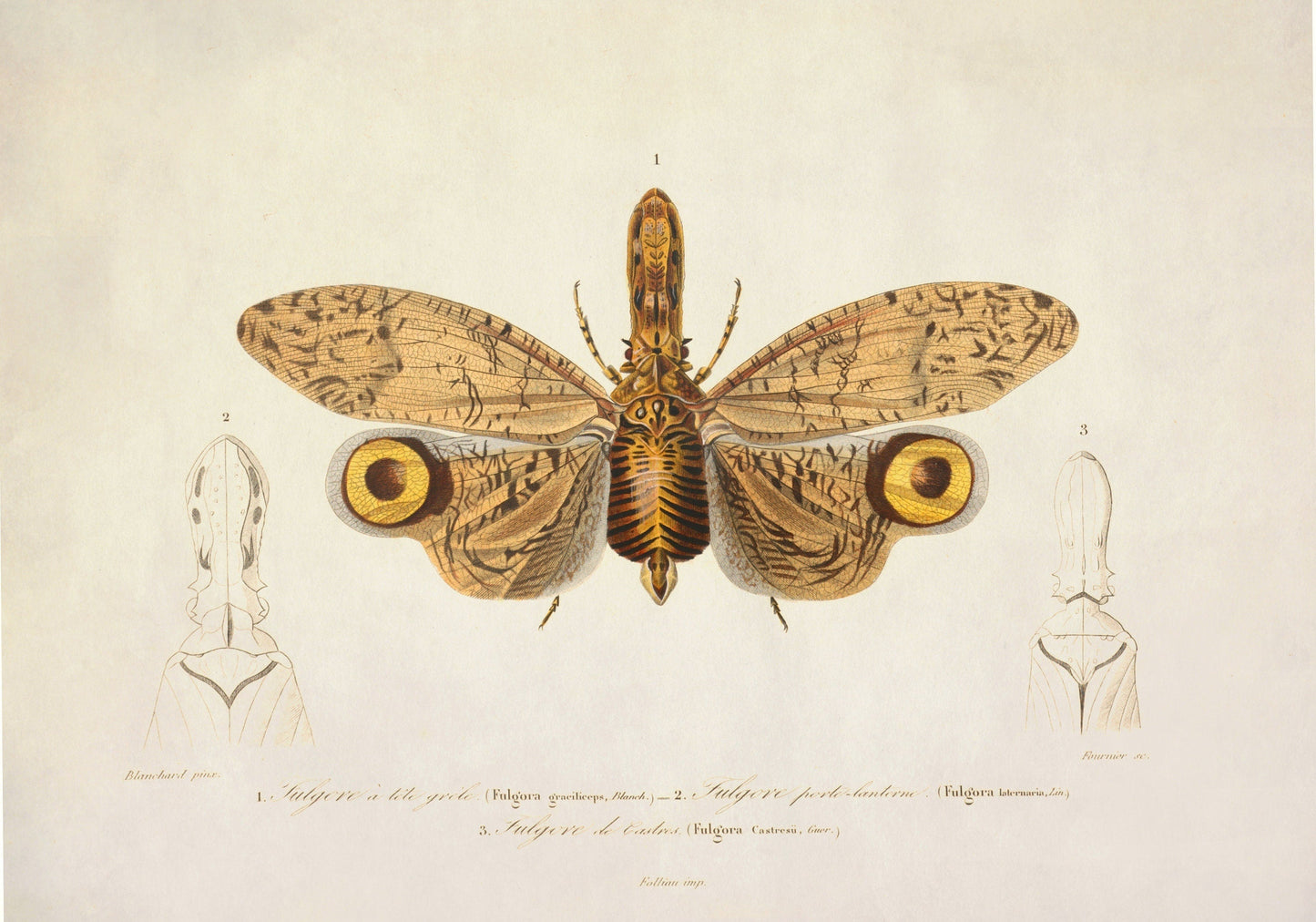 Fulgora Graciliceps Print