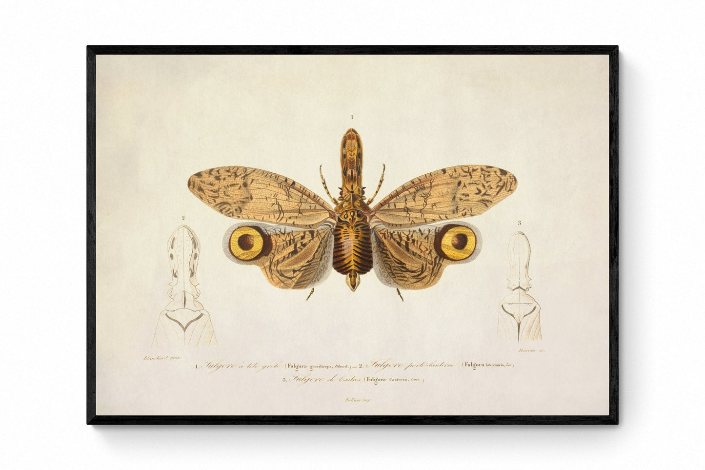 Fulgora Graciliceps Print