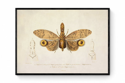 Fulgora Graciliceps Print