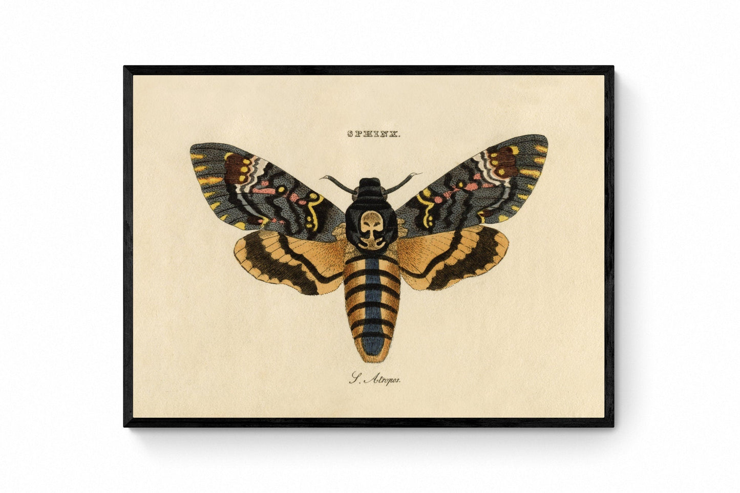 Death's Head Hawkmoth Print