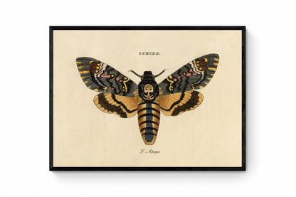 Death's Head Hawkmoth Print