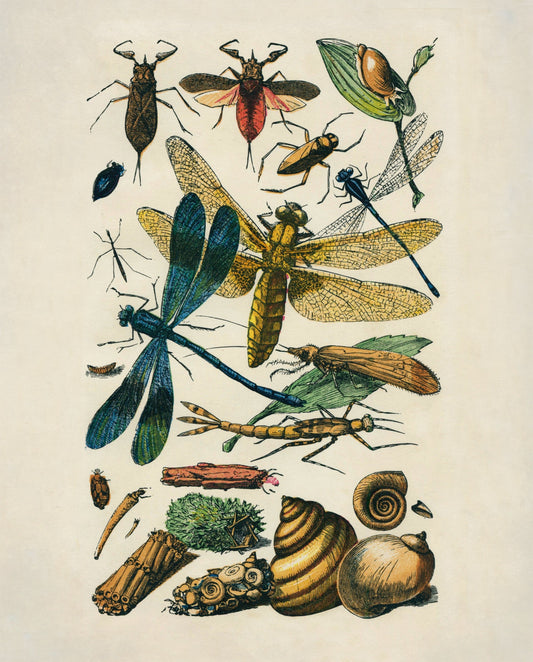 Entomology Print