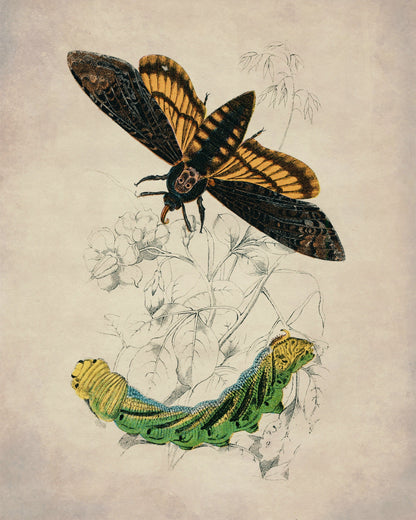 Death's Head Hawkmoth and Caterpillar Print