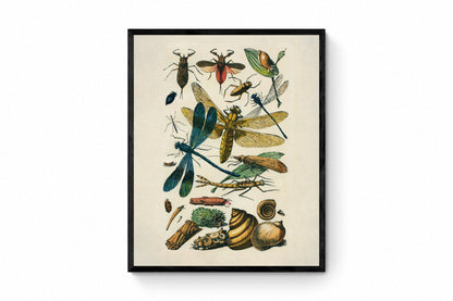 Entomology Print