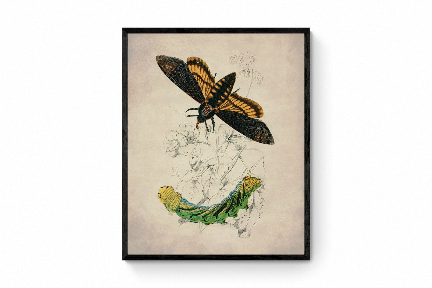 Death's Head Hawkmoth and Caterpillar Print
