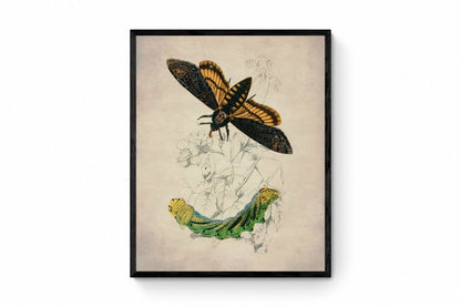 Death's Head Hawkmoth and Caterpillar Print