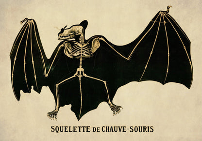 Bat Skeleton