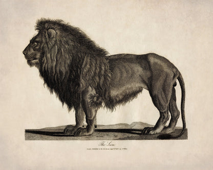Lion 1805