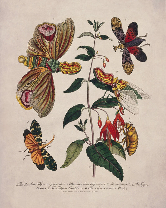 Lantern Fly (Fulgora) on a Flowering Fuchsia