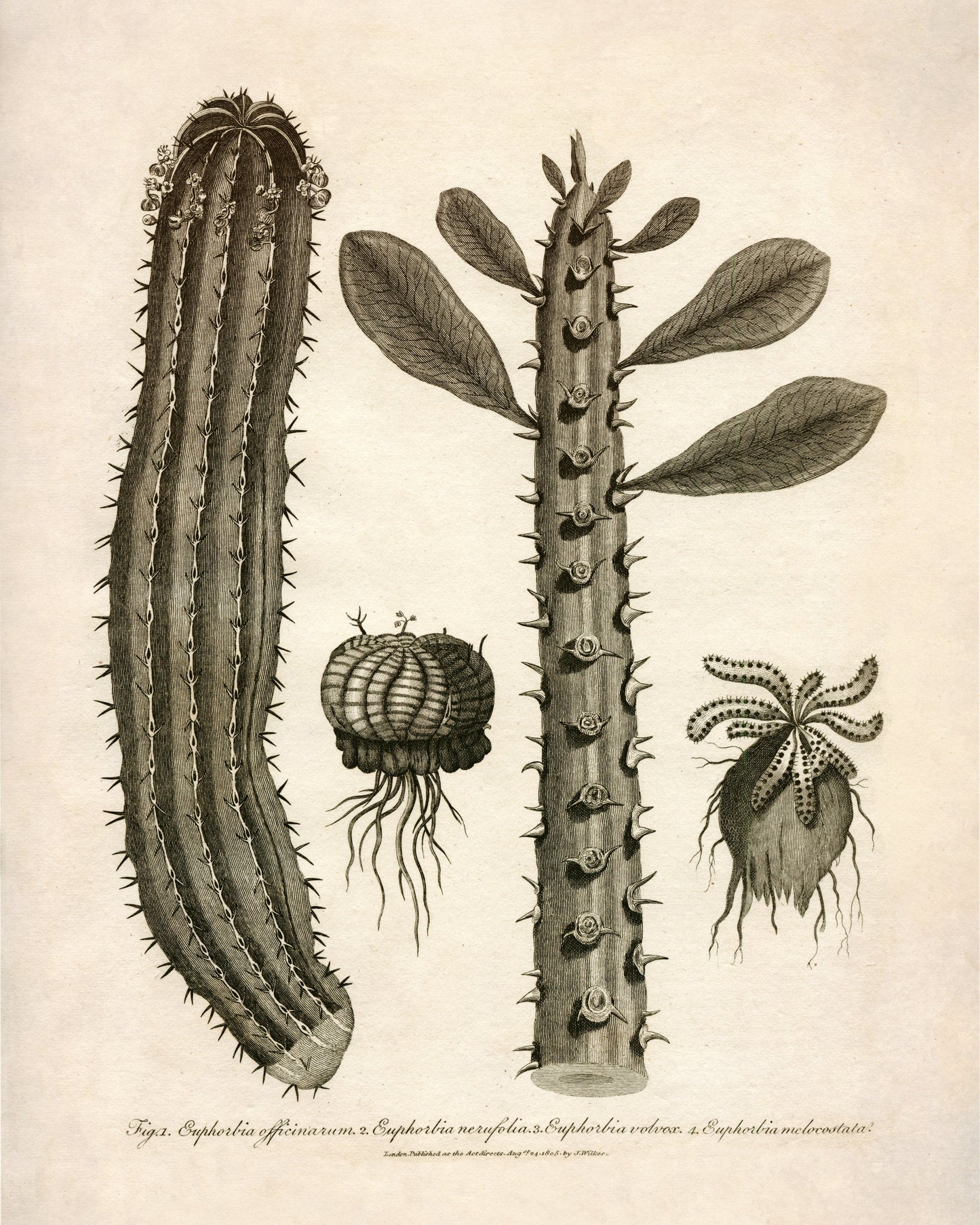 Euphorbia Species 1805