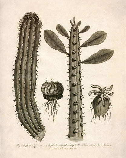 Euphorbia Species 1805