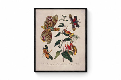 Lantern Fly (Fulgora) on a Flowering Fuchsia