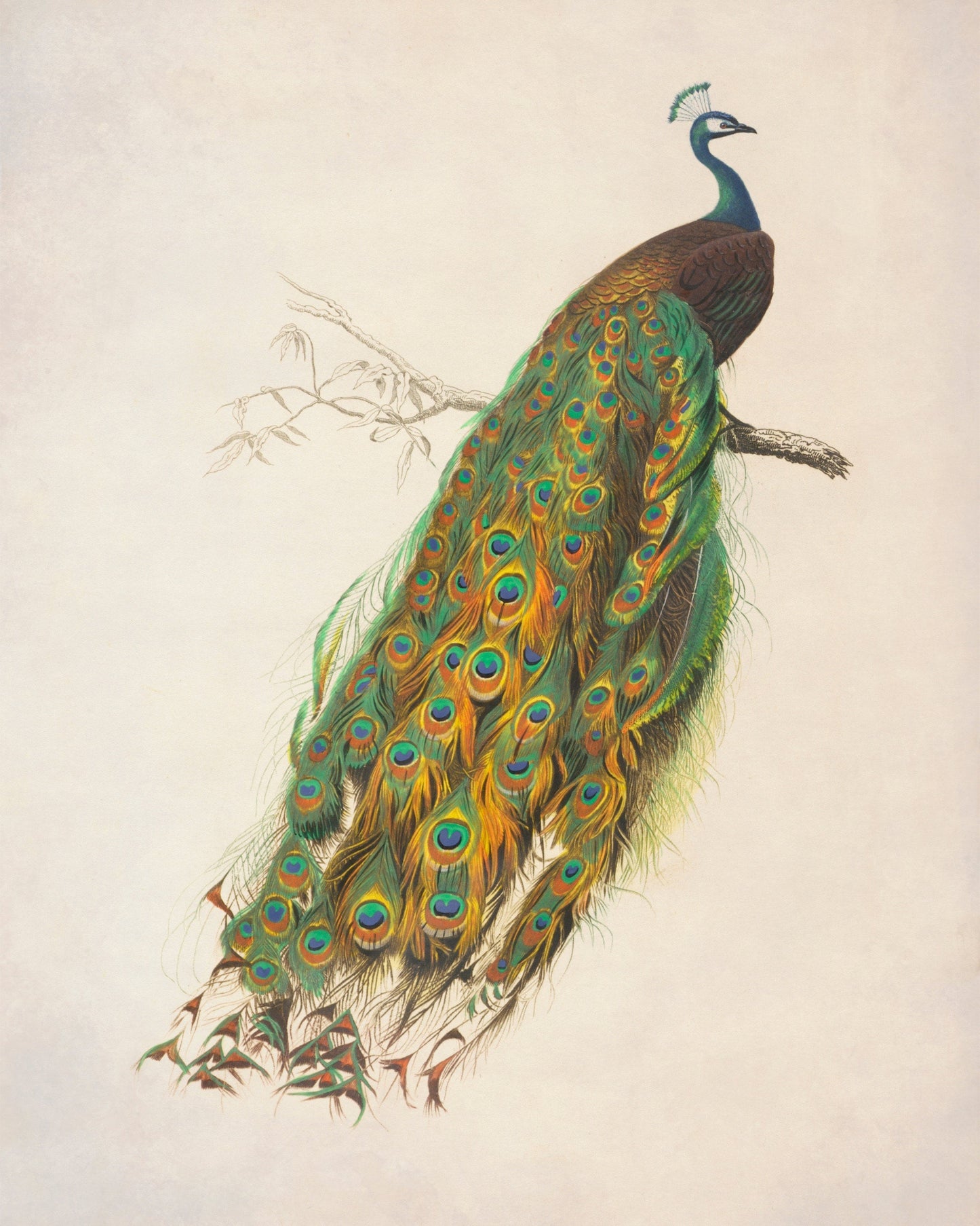 Indian Peafowl
