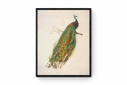 Indian Peafowl