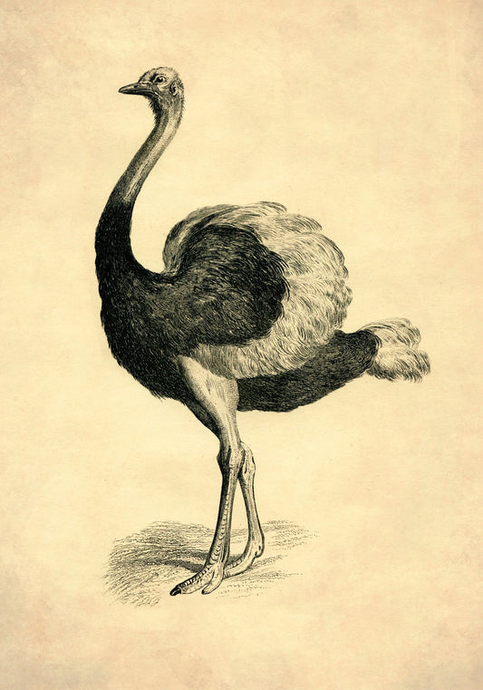 Ostrich 1891