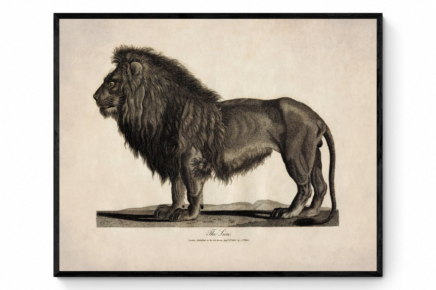 Lion 1805