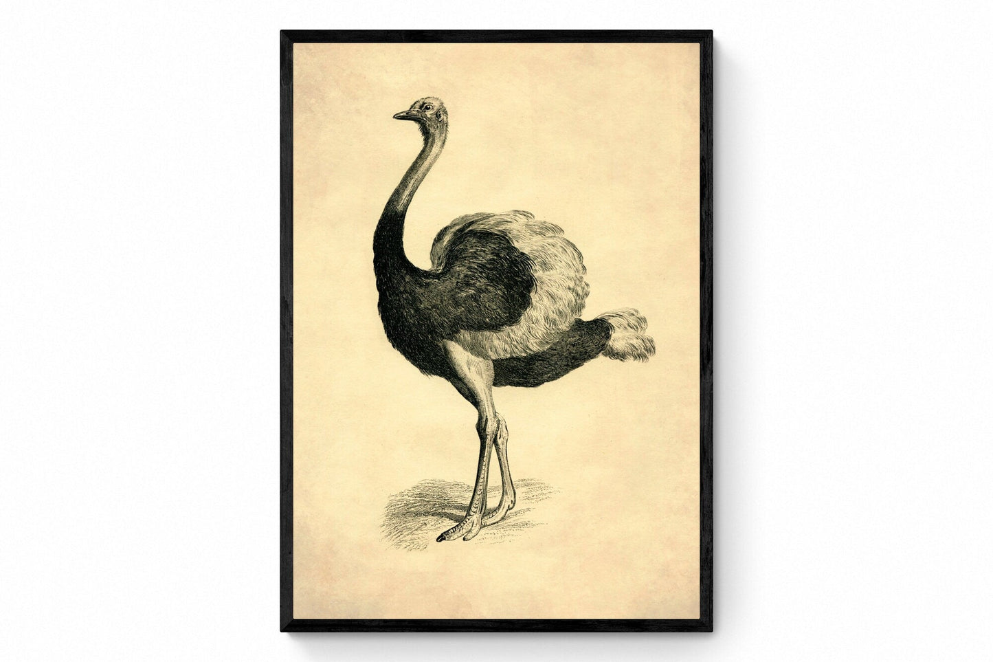 Ostrich 1891