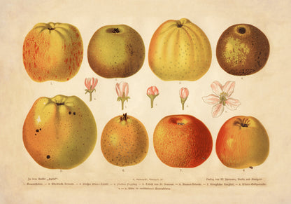 Apple Varieties Print
