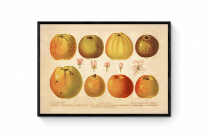 Apple Varieties Print