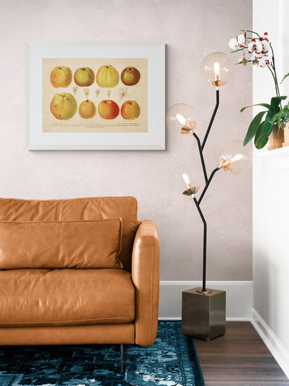 Apple Varieties Print